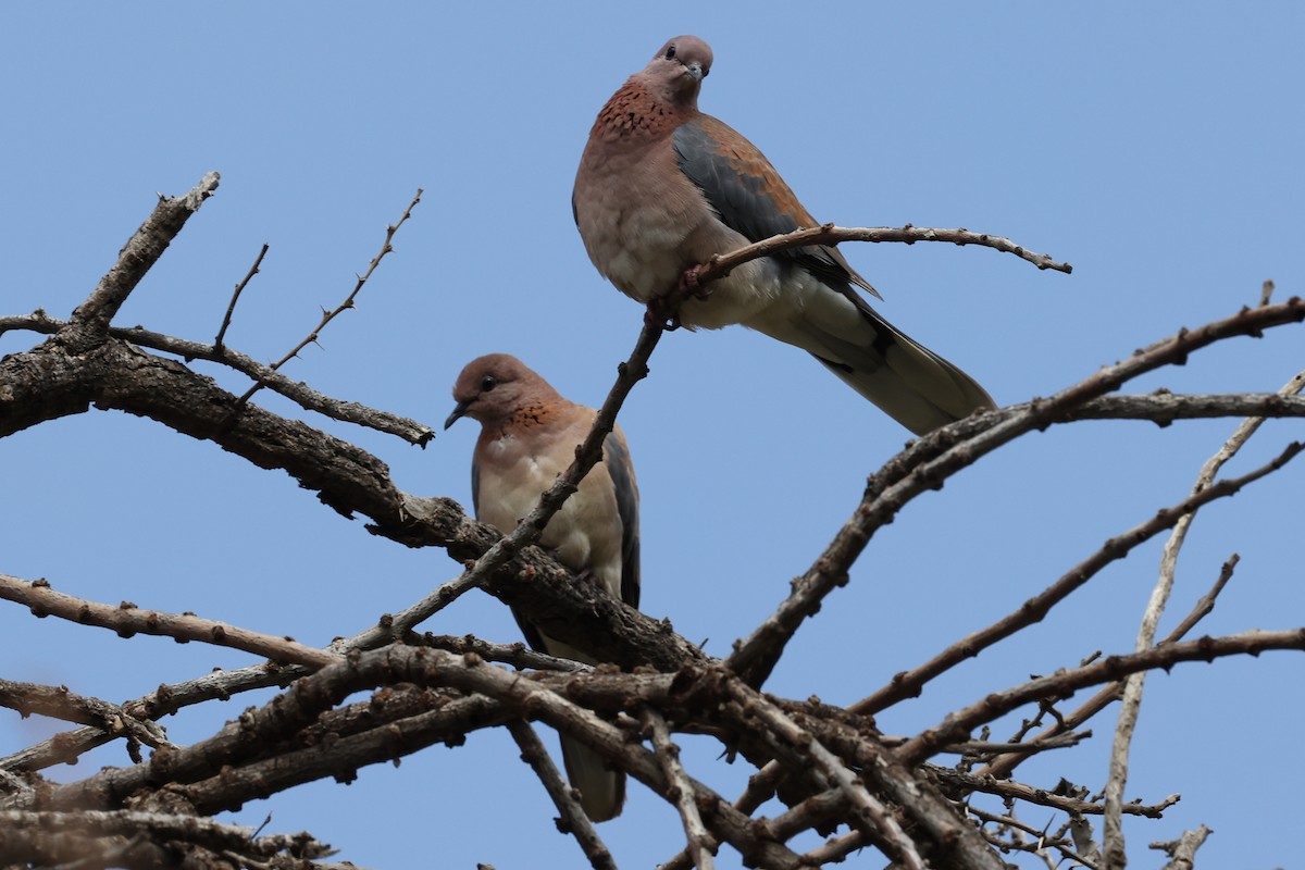 Laughing Dove - ML618821527