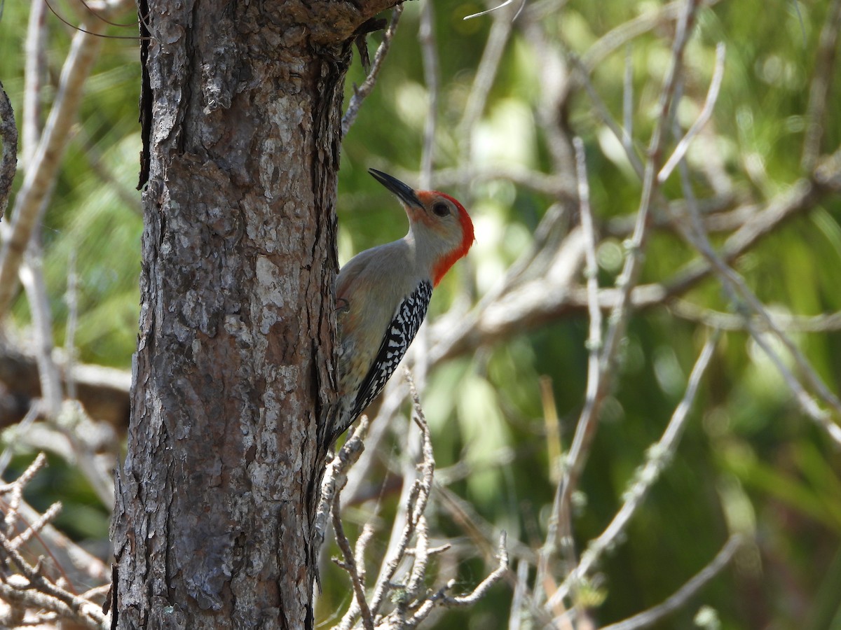 Red-bellied Woodpecker - ML618821530