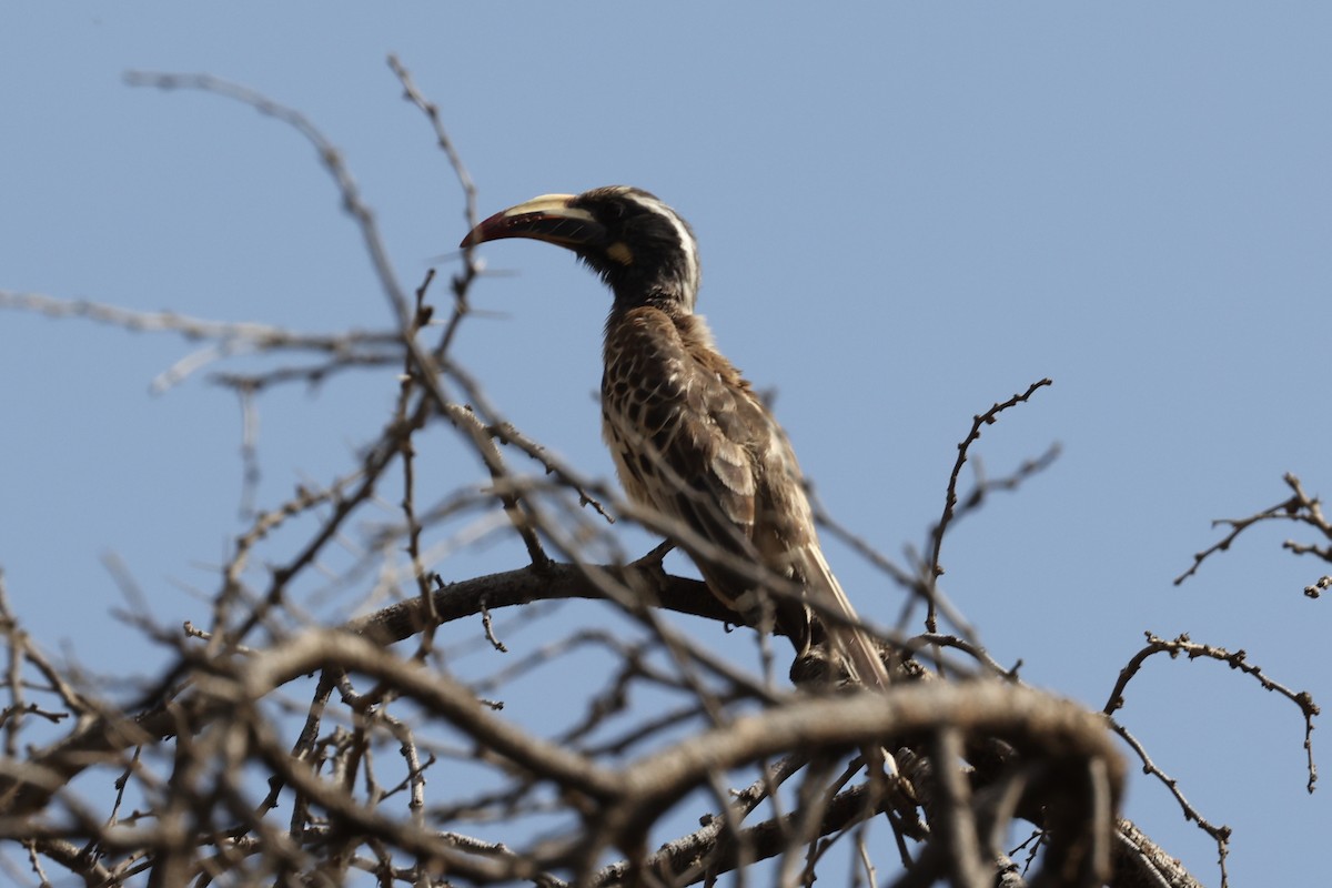 African Gray Hornbill - ML618821533