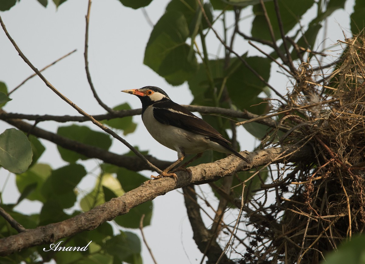Indian Pied Starling - ML618821535