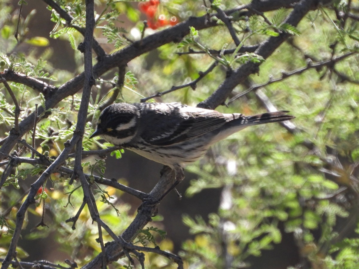 Black-throated Gray Warbler - ML618821544