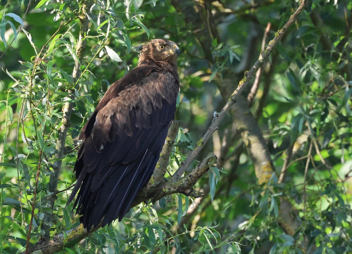 Lesser Spotted Eagle - Davor Krnjeta