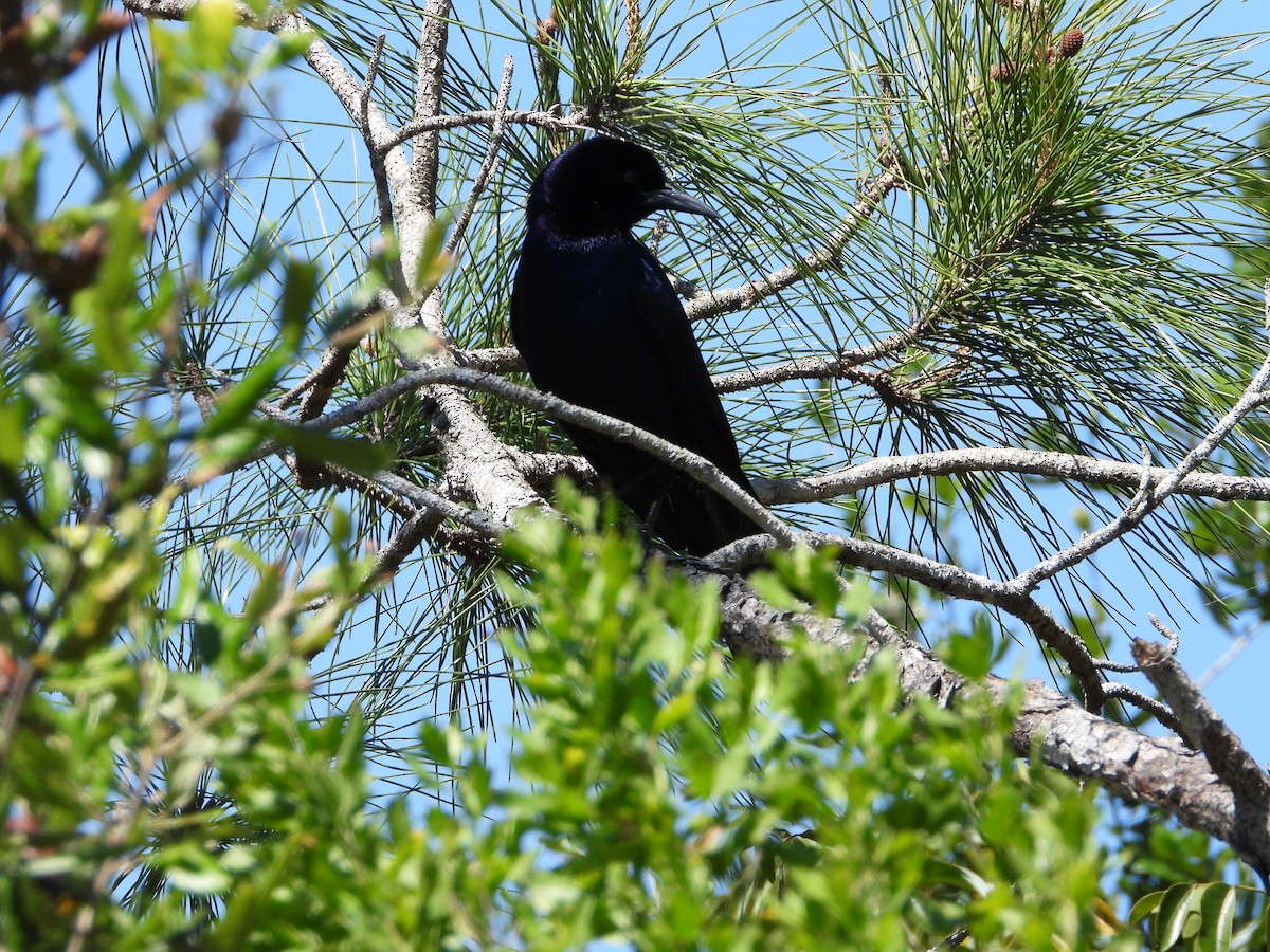 Boat-tailed Grackle - ML618821552