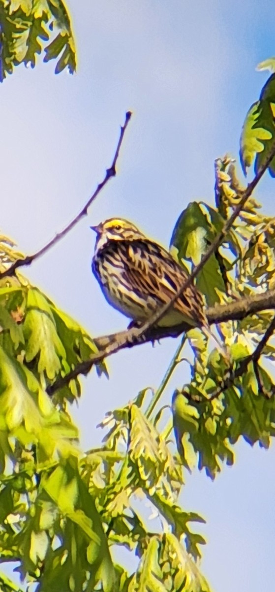 Savannah Sparrow - ML618821611