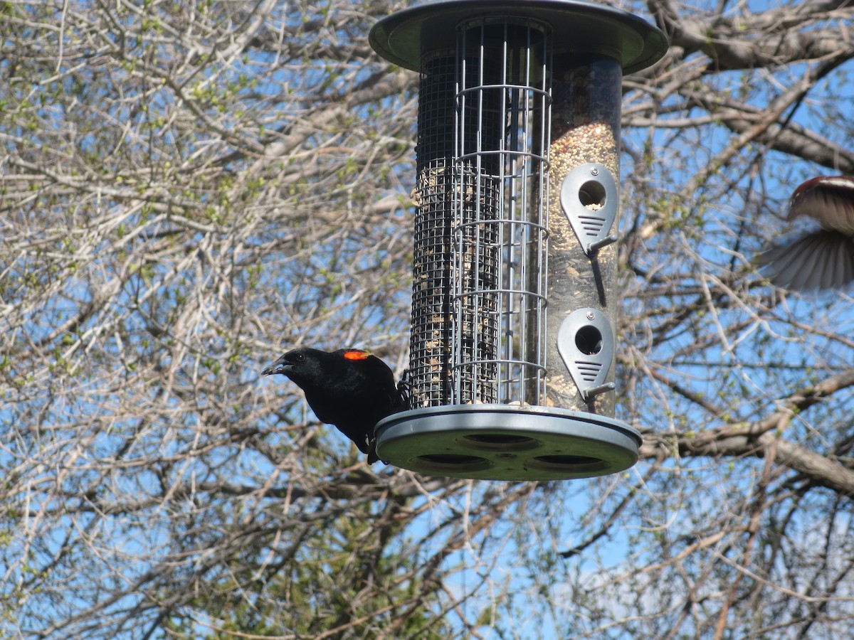 Red-winged Blackbird - ML618821631