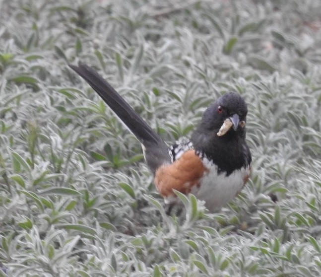 Spotted Towhee - ML618821651