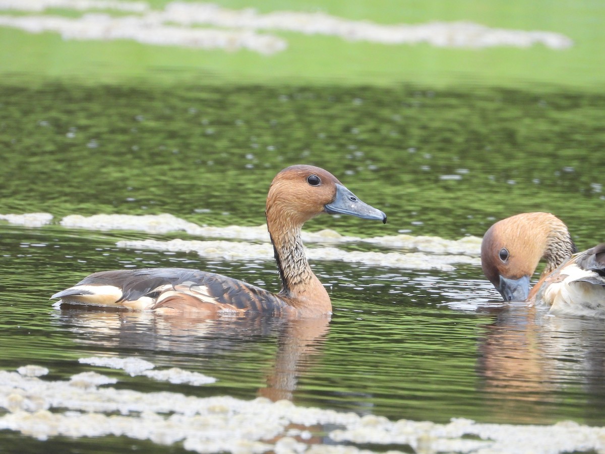 Fulvous Whistling-Duck - ML618821711