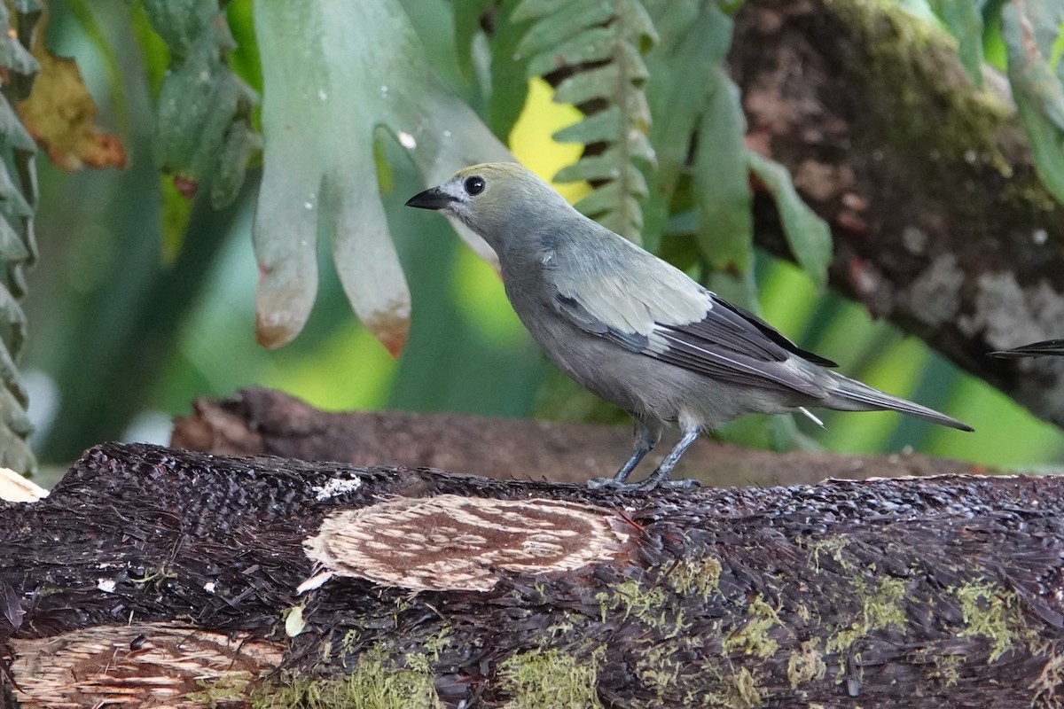 Palm Tanager - ML618821795