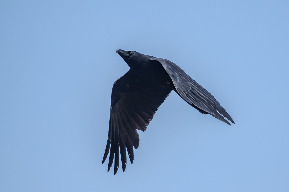 Large-billed Crow - ML618821813