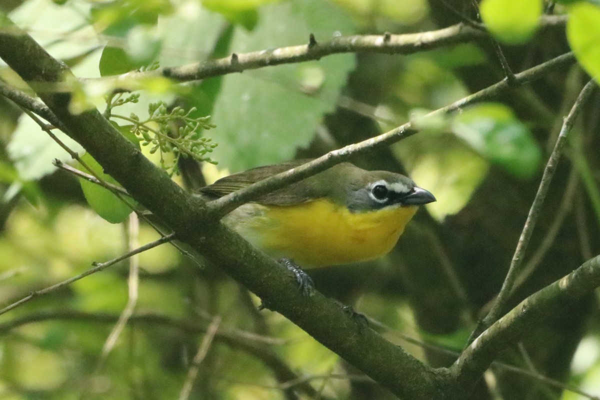 Yellow-breasted Chat - ML618821890