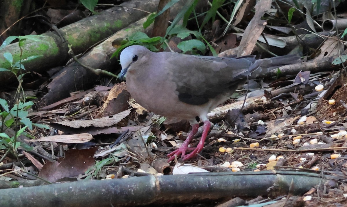 Gray-fronted Dove - ML618821906