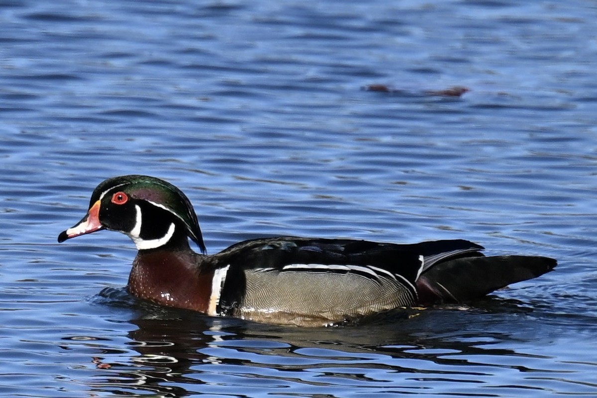 Wood Duck - france dallaire