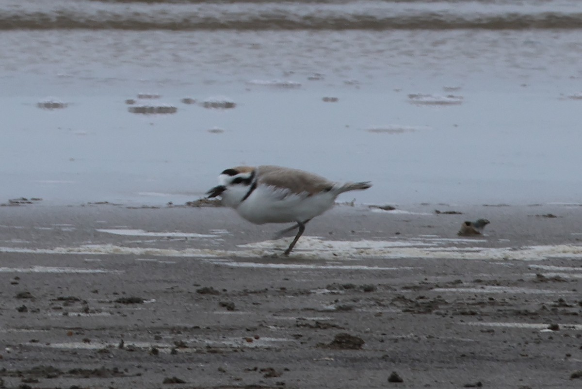 Piping Plover - ML618821920