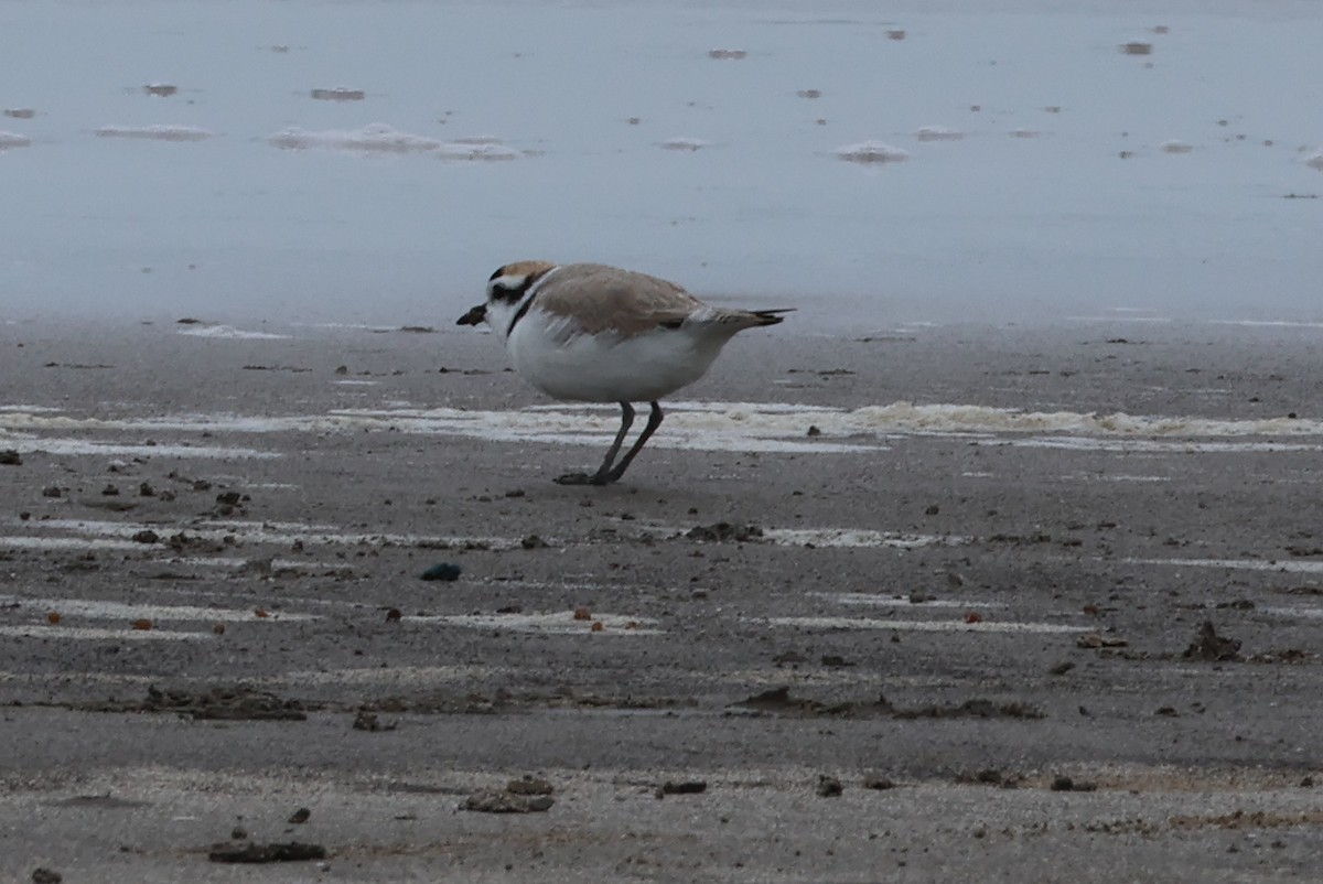 Piping Plover - ML618821921