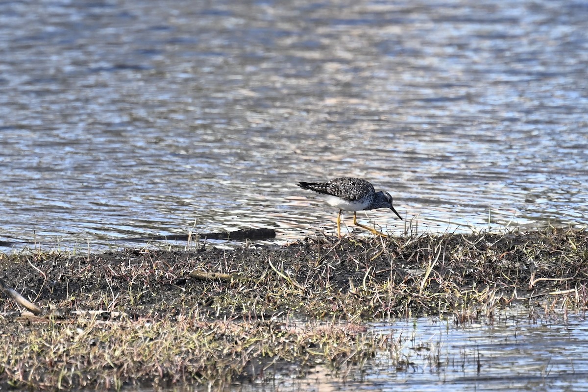 Lesser Yellowlegs - france dallaire