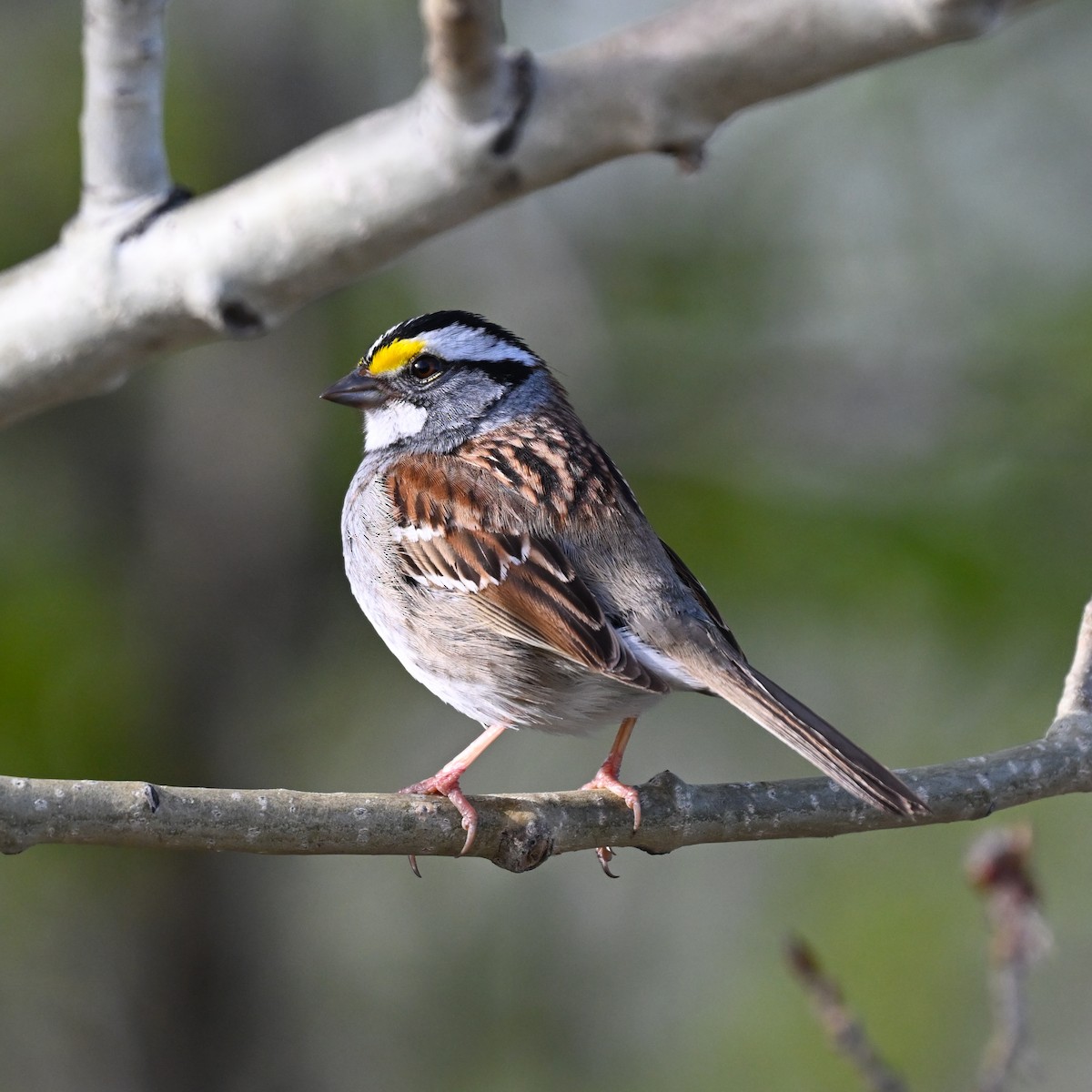 White-throated Sparrow - Martin Kennedy