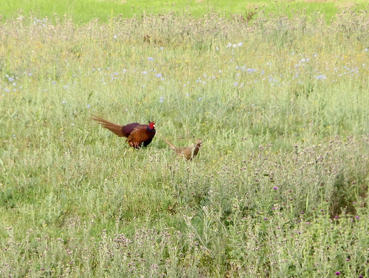 Ring-necked Pheasant - Hein Prinsen