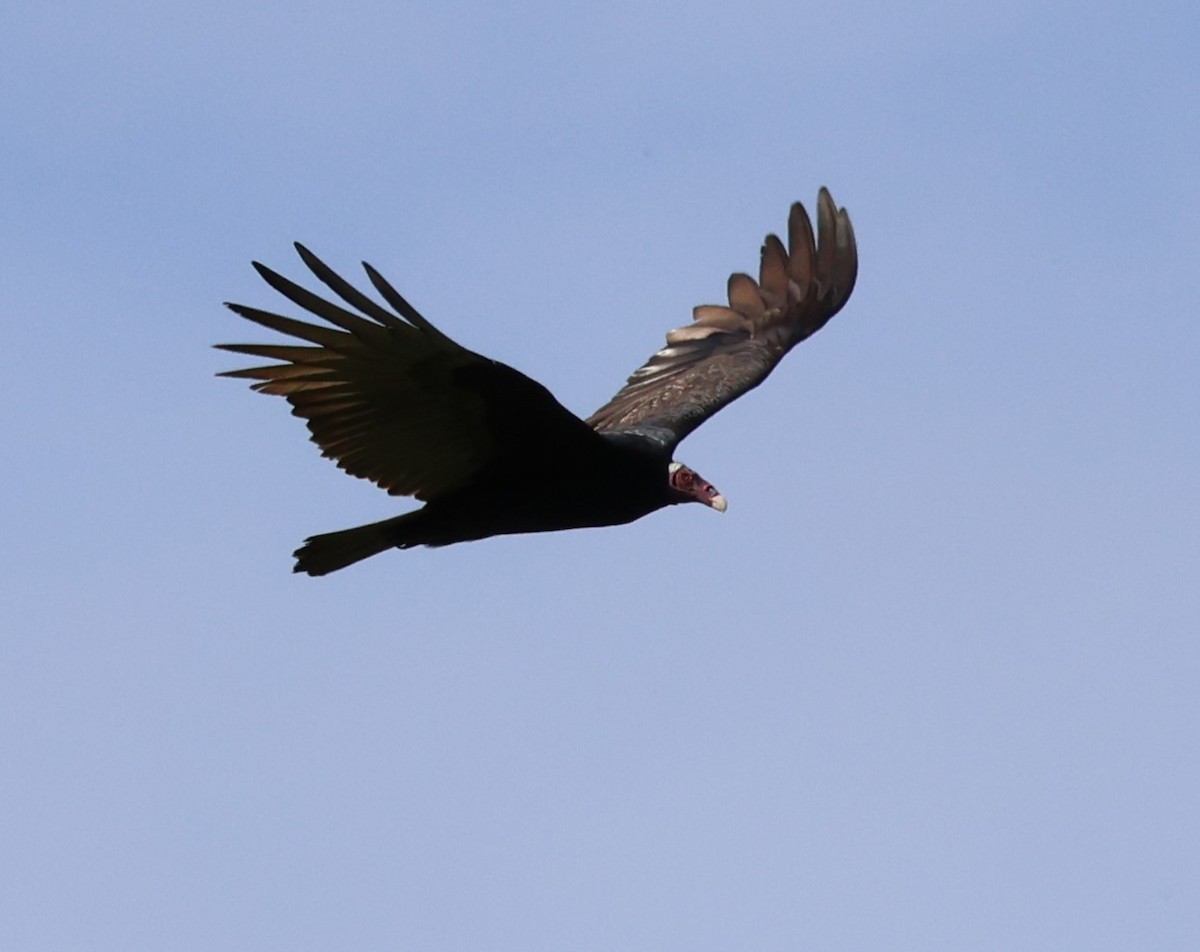 Turkey Vulture - Sergio luiz Carniel