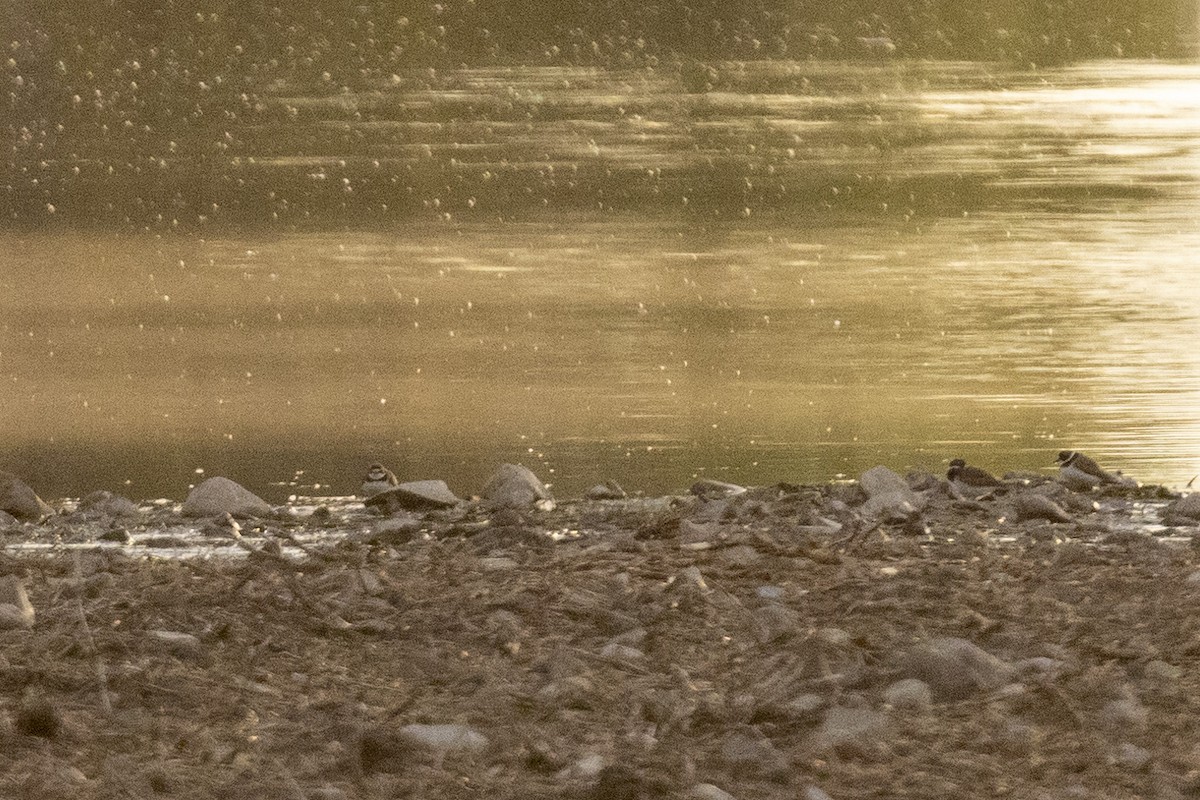 Semipalmated Plover - Ed kendall