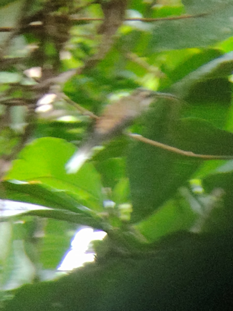Длинноклювый колибри-отшельник - ML618822008