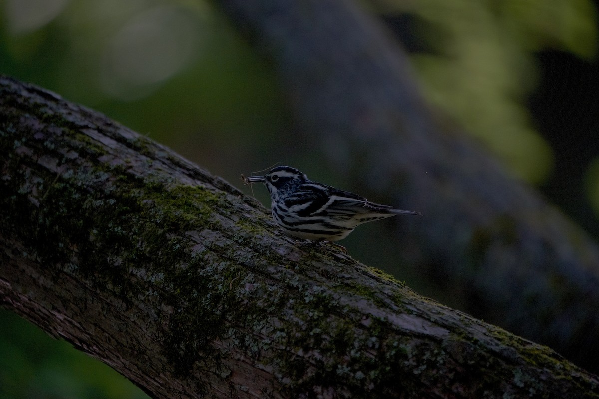 Black-and-white Warbler - ML618822041
