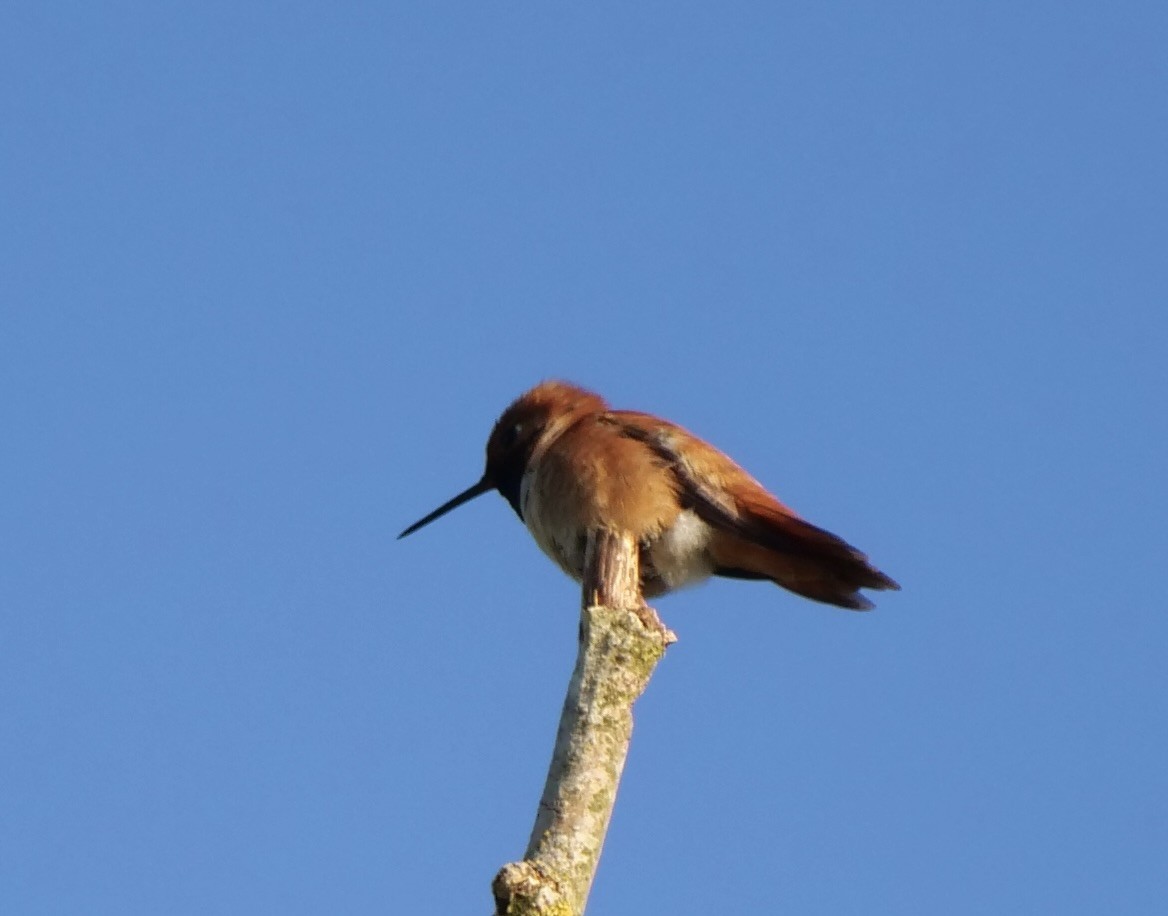Rufous Hummingbird - ML618822044