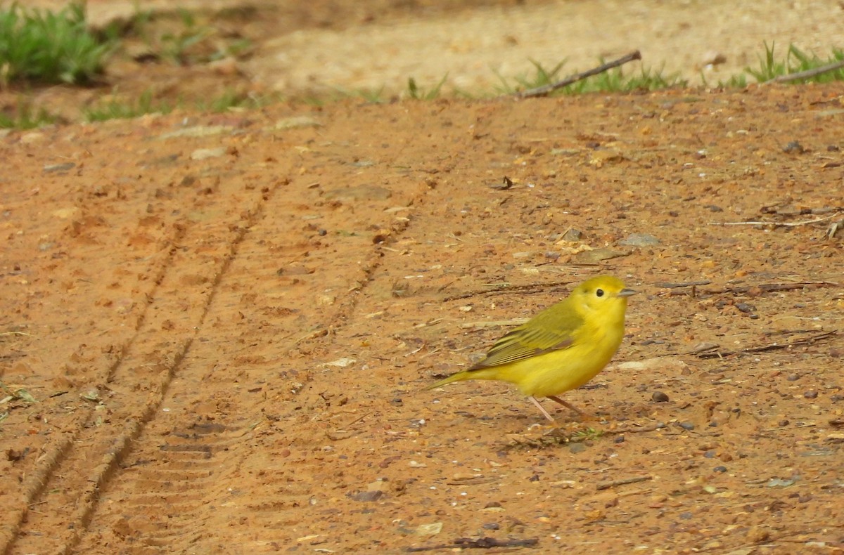 Yellow Warbler - Navin Viswanathan