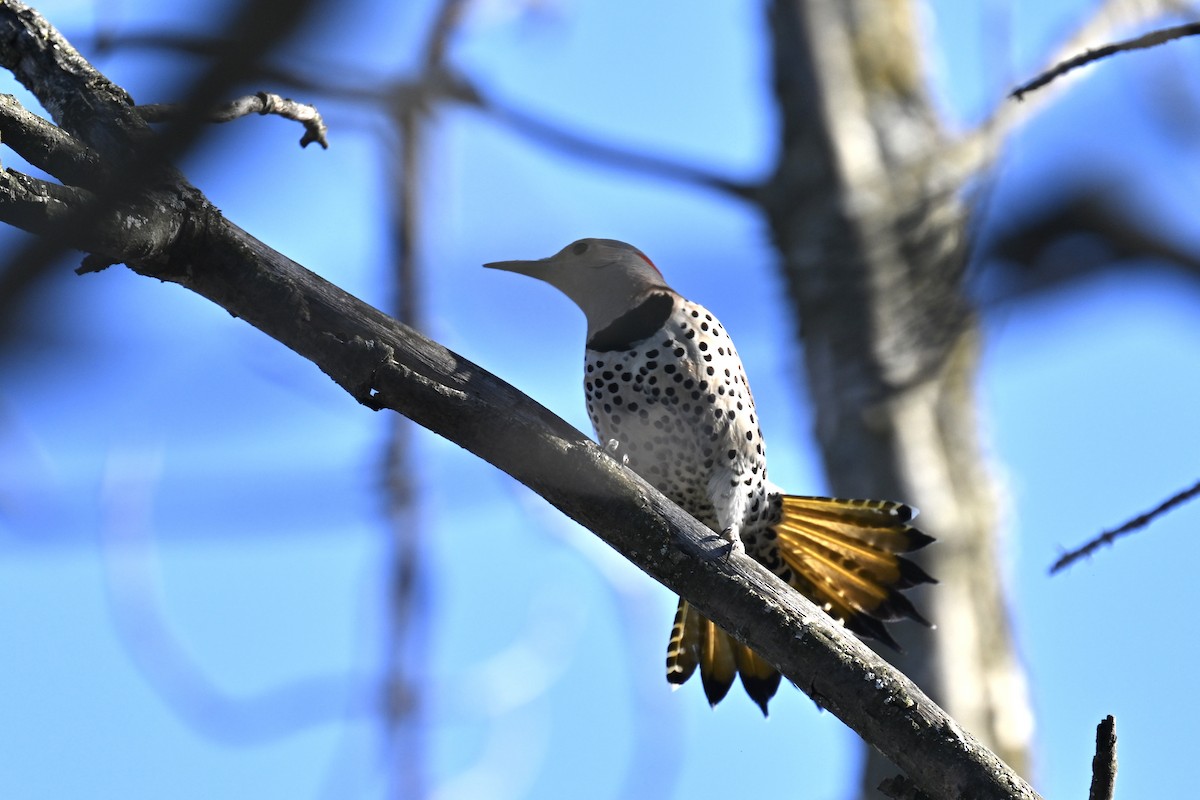 Northern Flicker - france dallaire