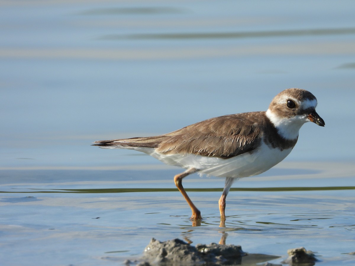 Semipalmated Plover - ML618822088