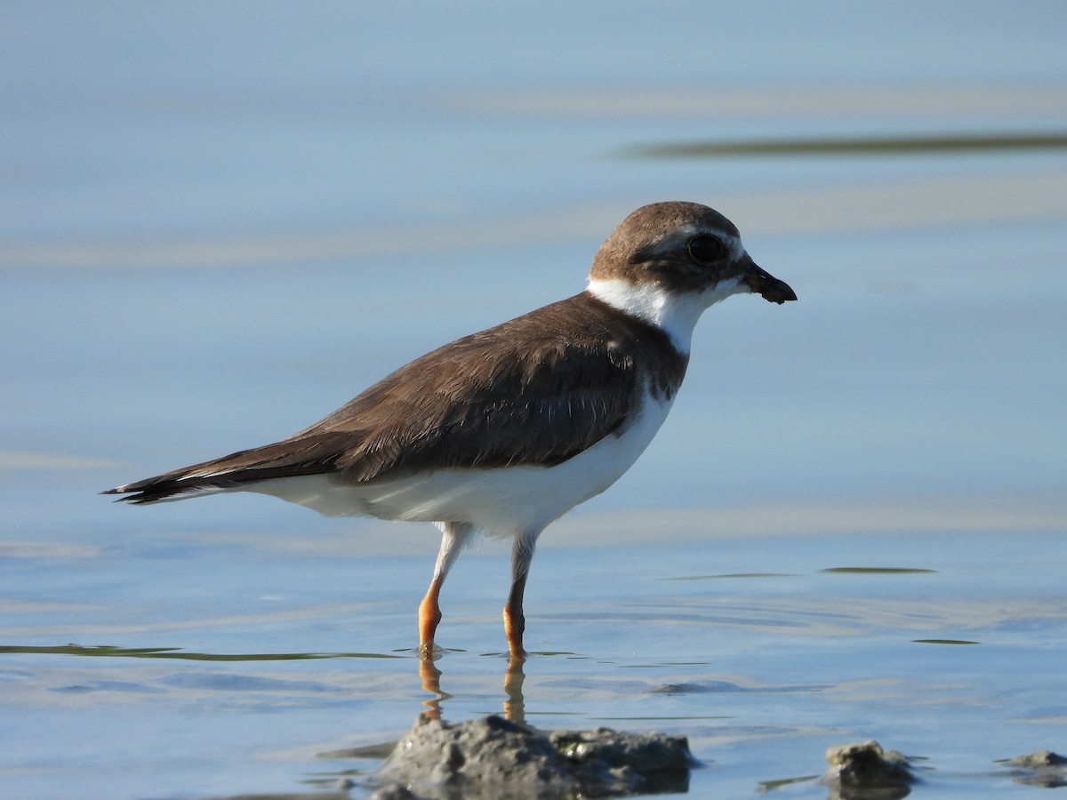 Semipalmated Plover - ML618822089