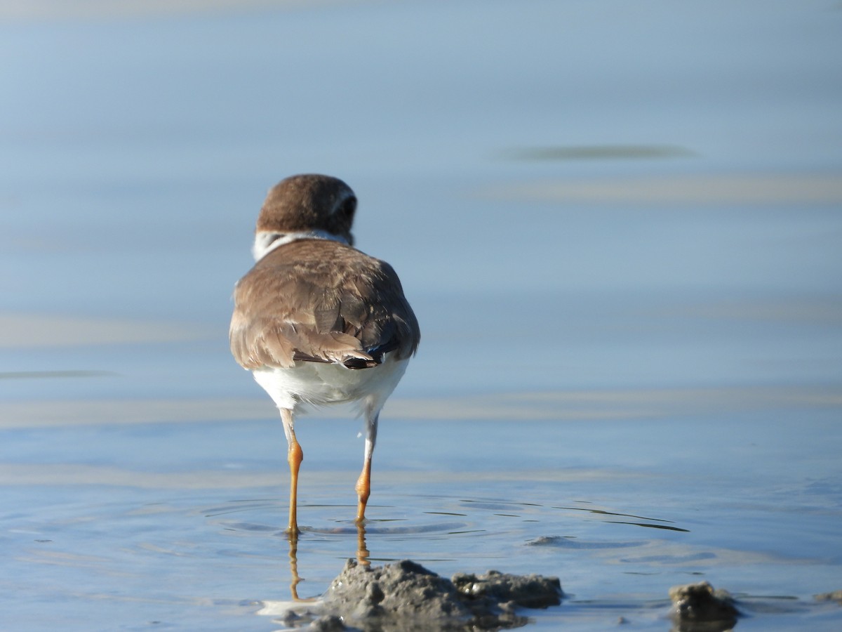 Semipalmated Plover - ML618822090