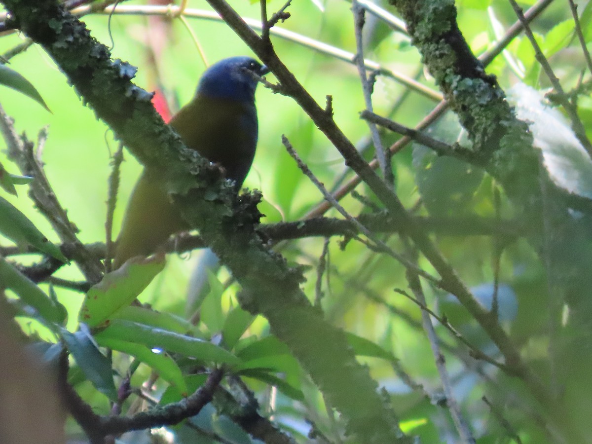 Blue-capped Tanager - ML618822130
