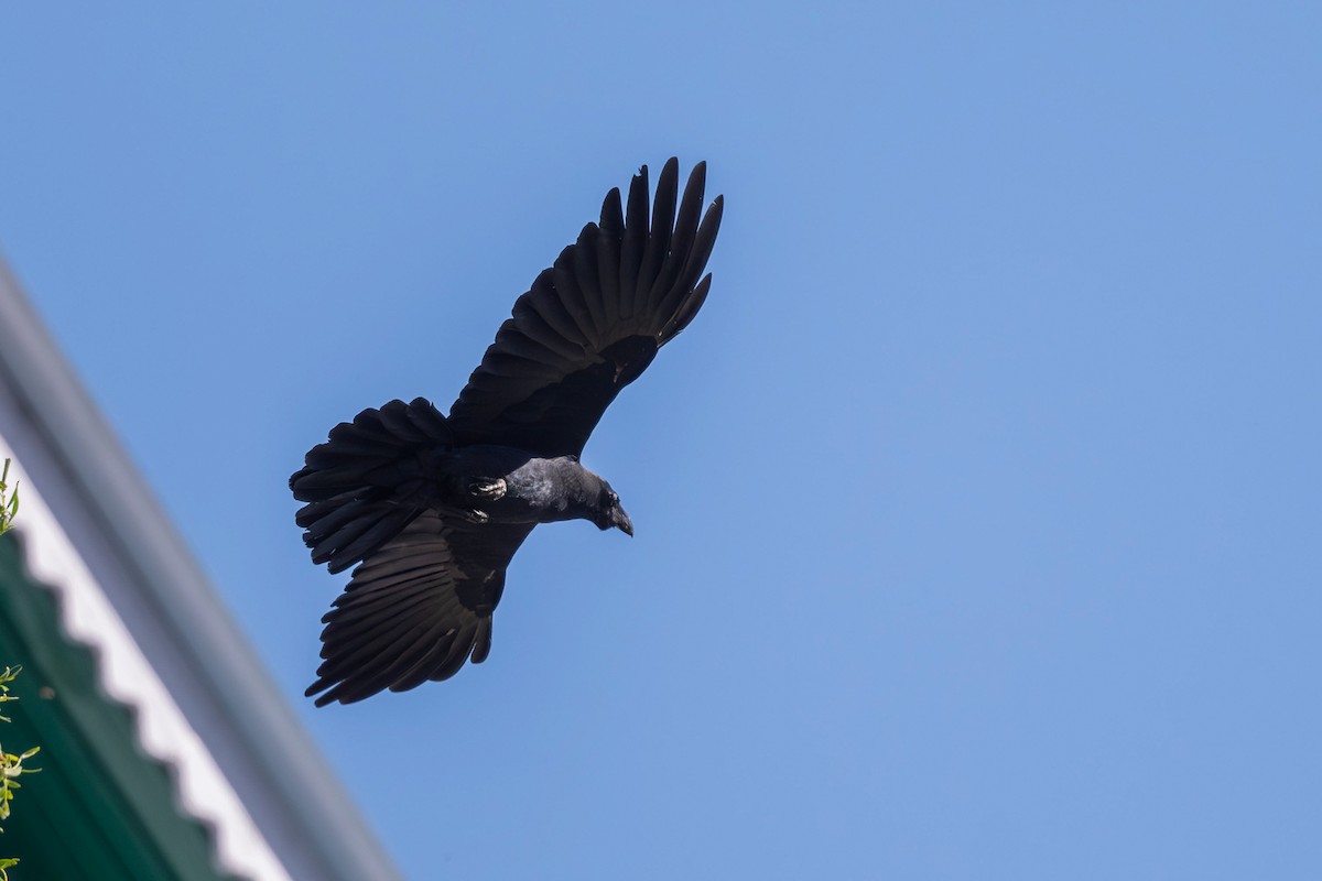 Large-billed Crow - ML618822164