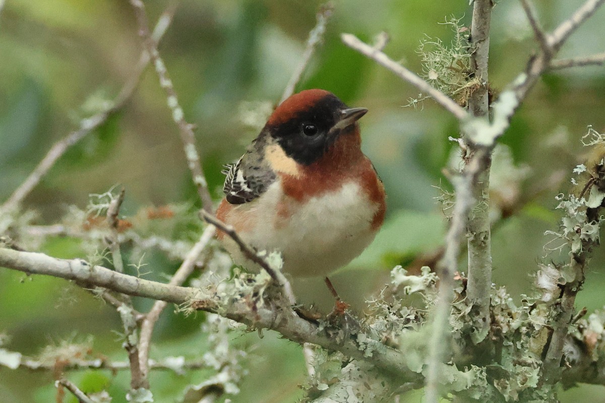 Bay-breasted Warbler - ML618822168