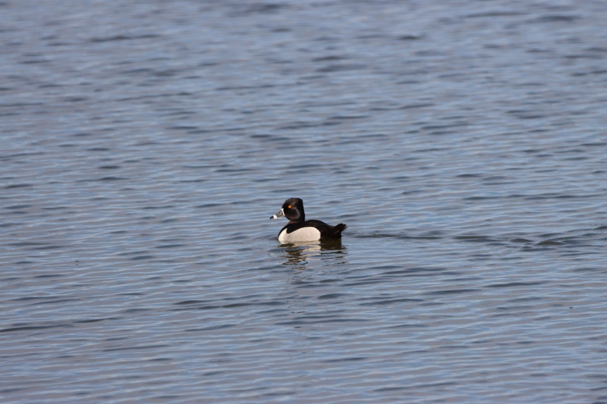 Ring-necked Duck - Lorraine Couture