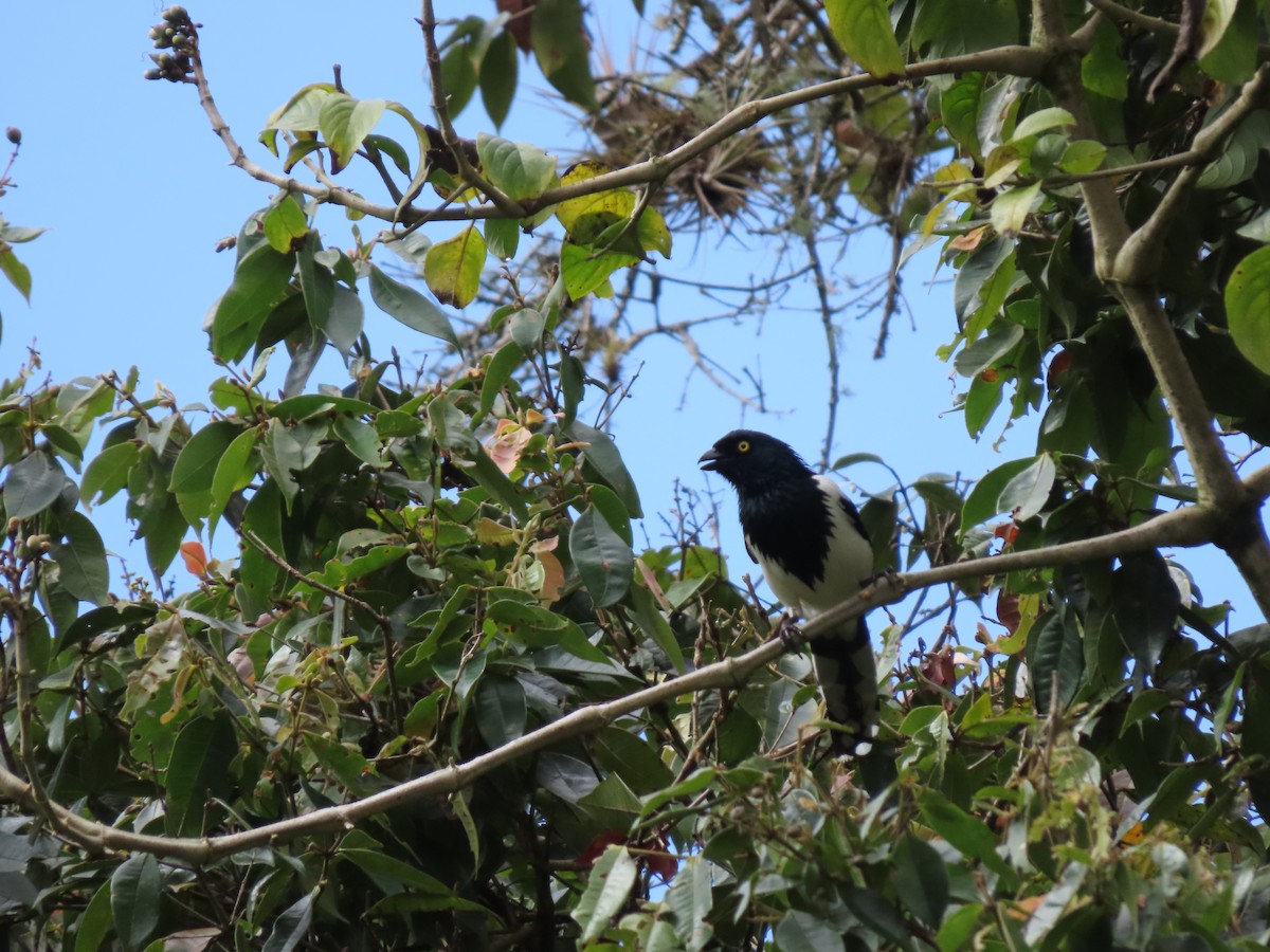 Magpie Tanager - Cristian Cufiño