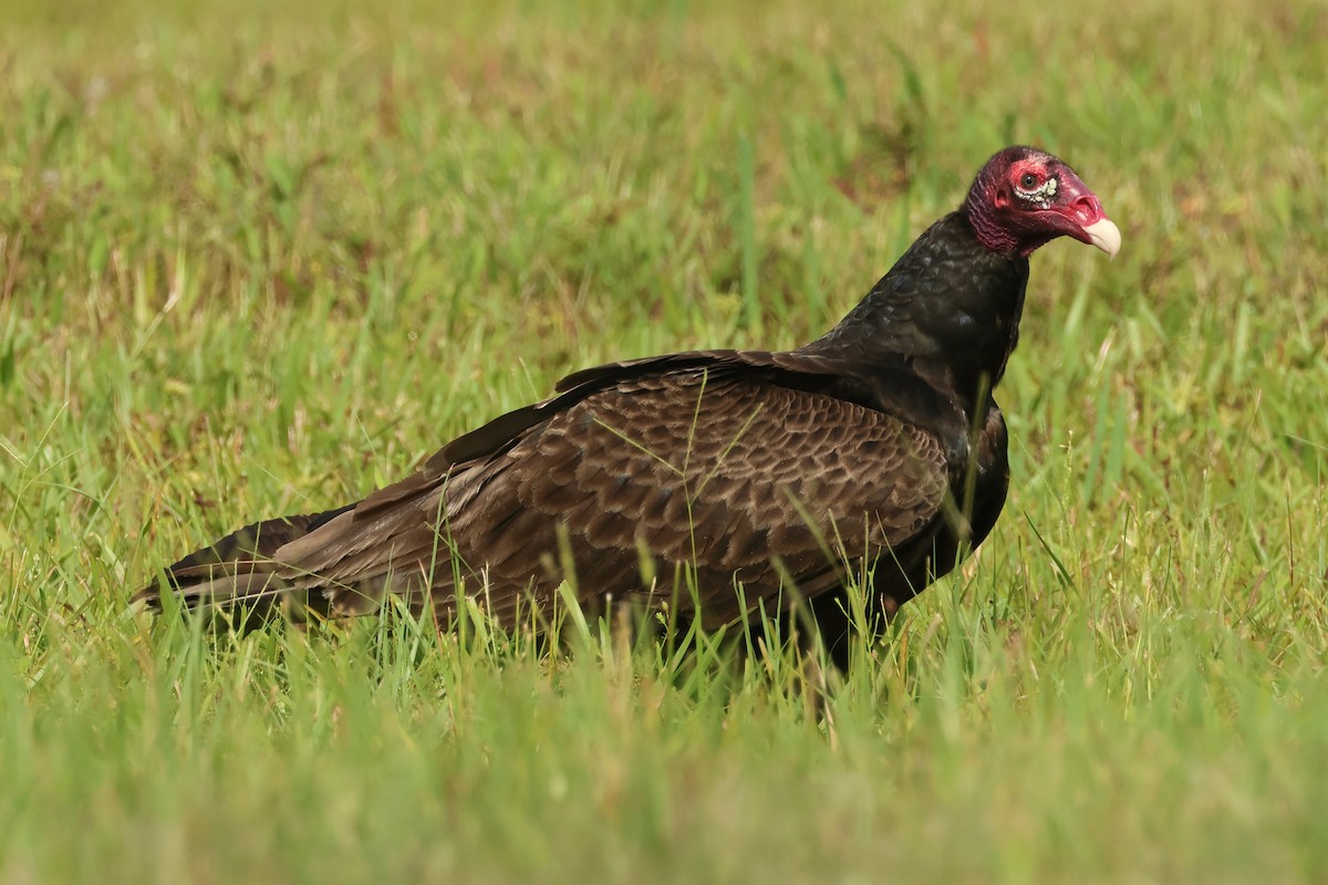 Turkey Vulture - Jim Anderton