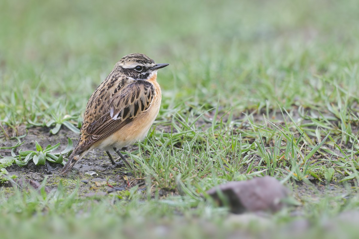 Whinchat - ML618822195