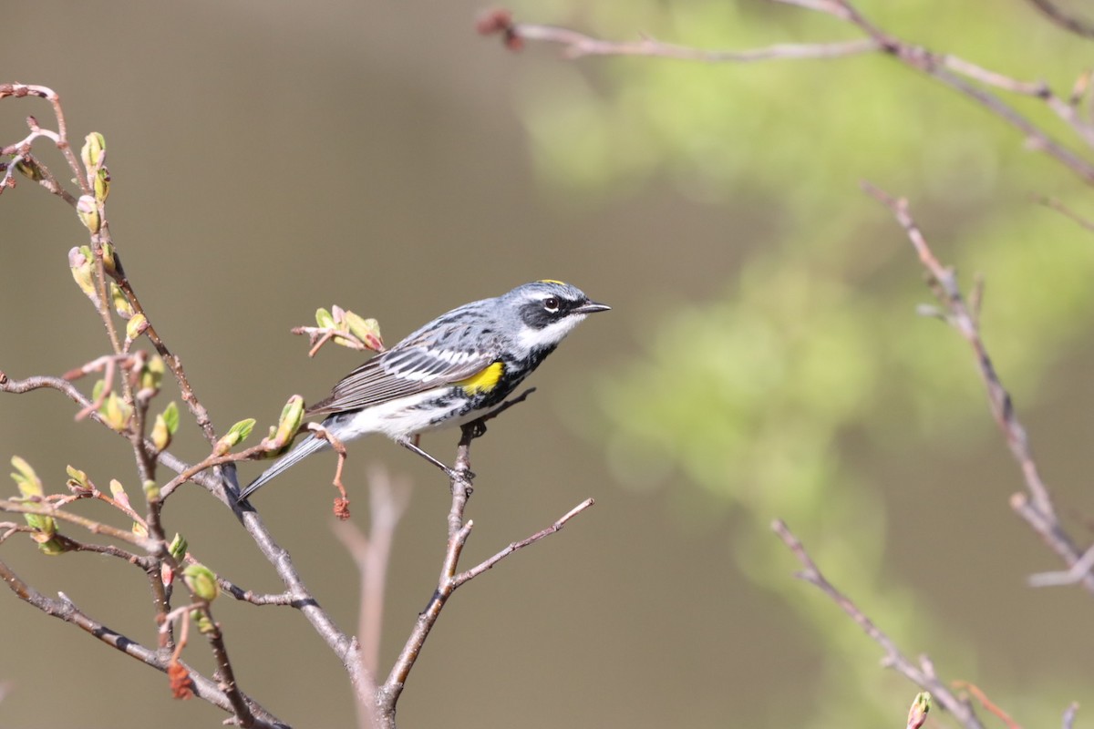 Yellow-rumped Warbler - Lorraine Couture