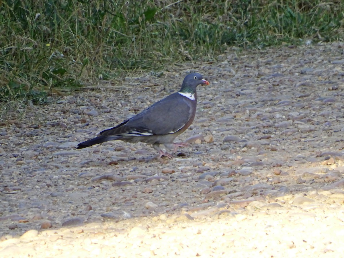 Common Wood-Pigeon - ML618822210