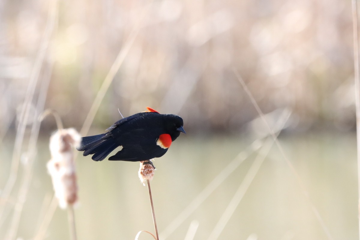 Red-winged Blackbird - Lorraine Couture