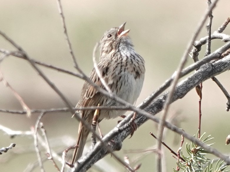 Lincoln's Sparrow - Mike Blancher