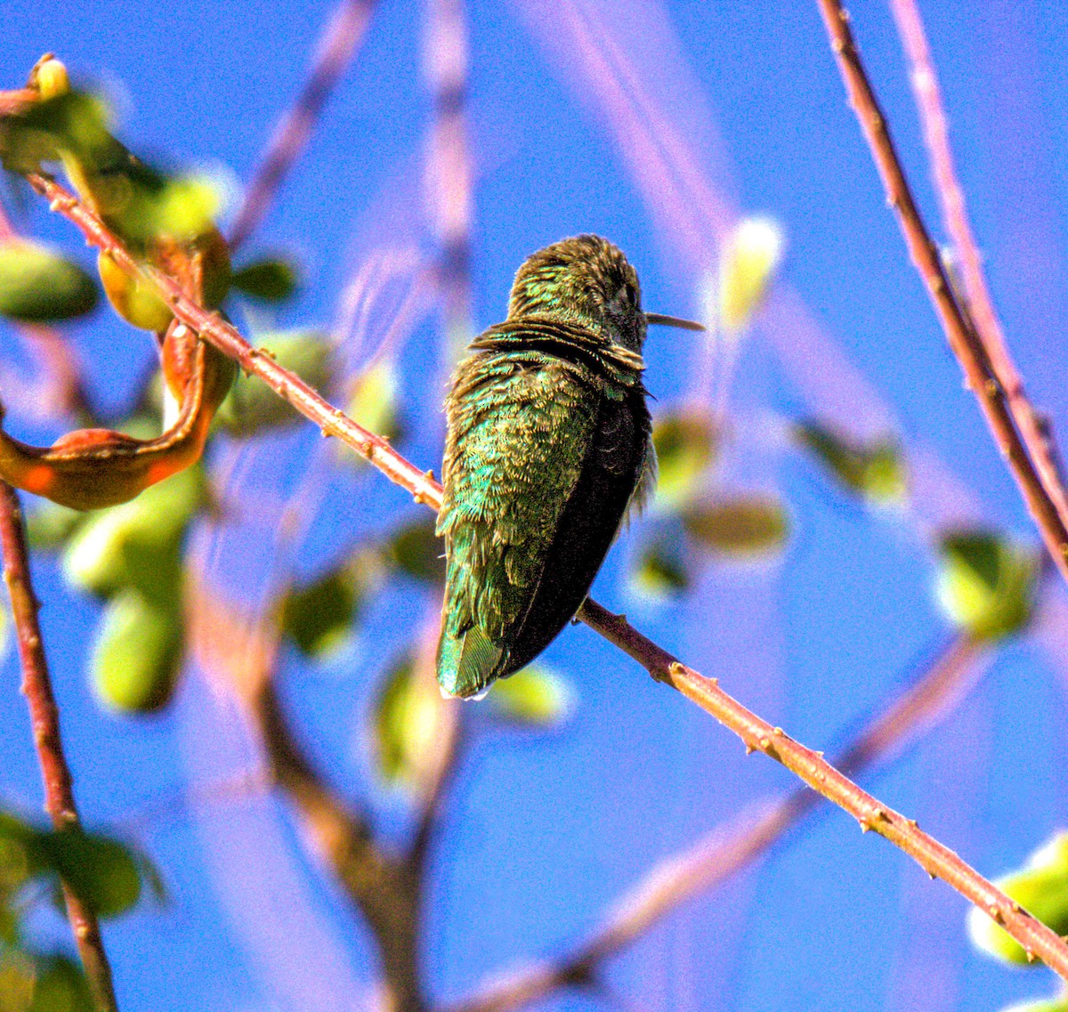 Anna's Hummingbird - Don Carney