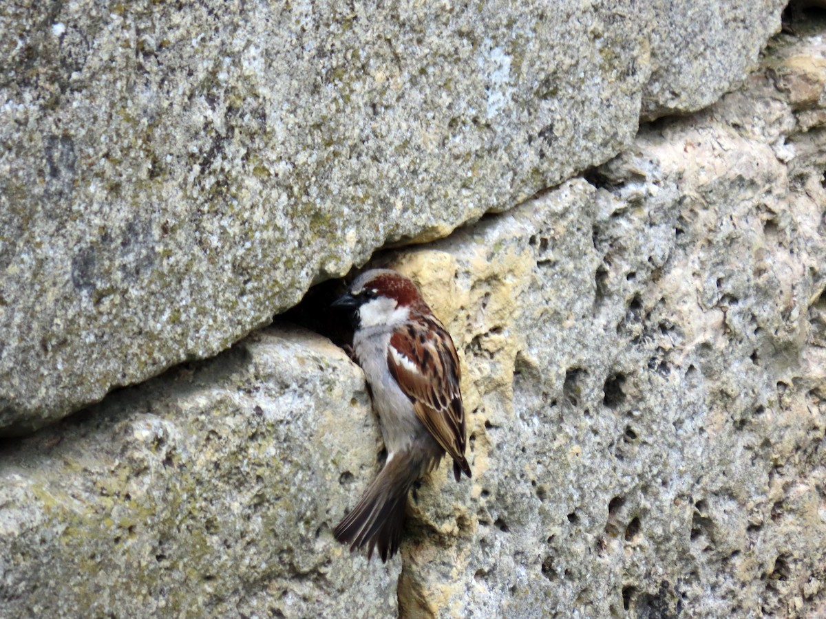 House Sparrow - Francisco Javier Calvo lesmes