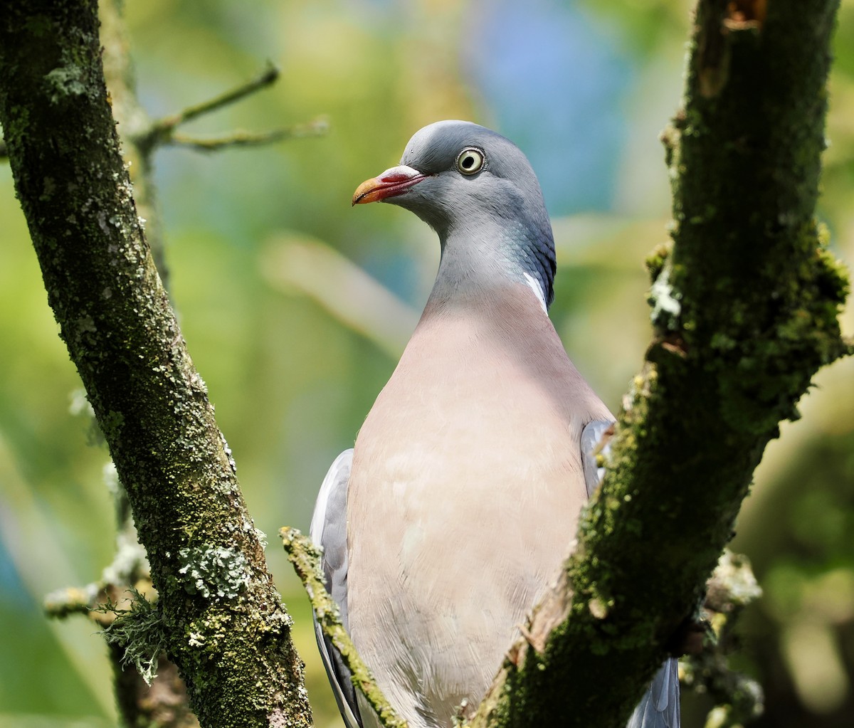 Common Wood-Pigeon - Cheryl Cooper