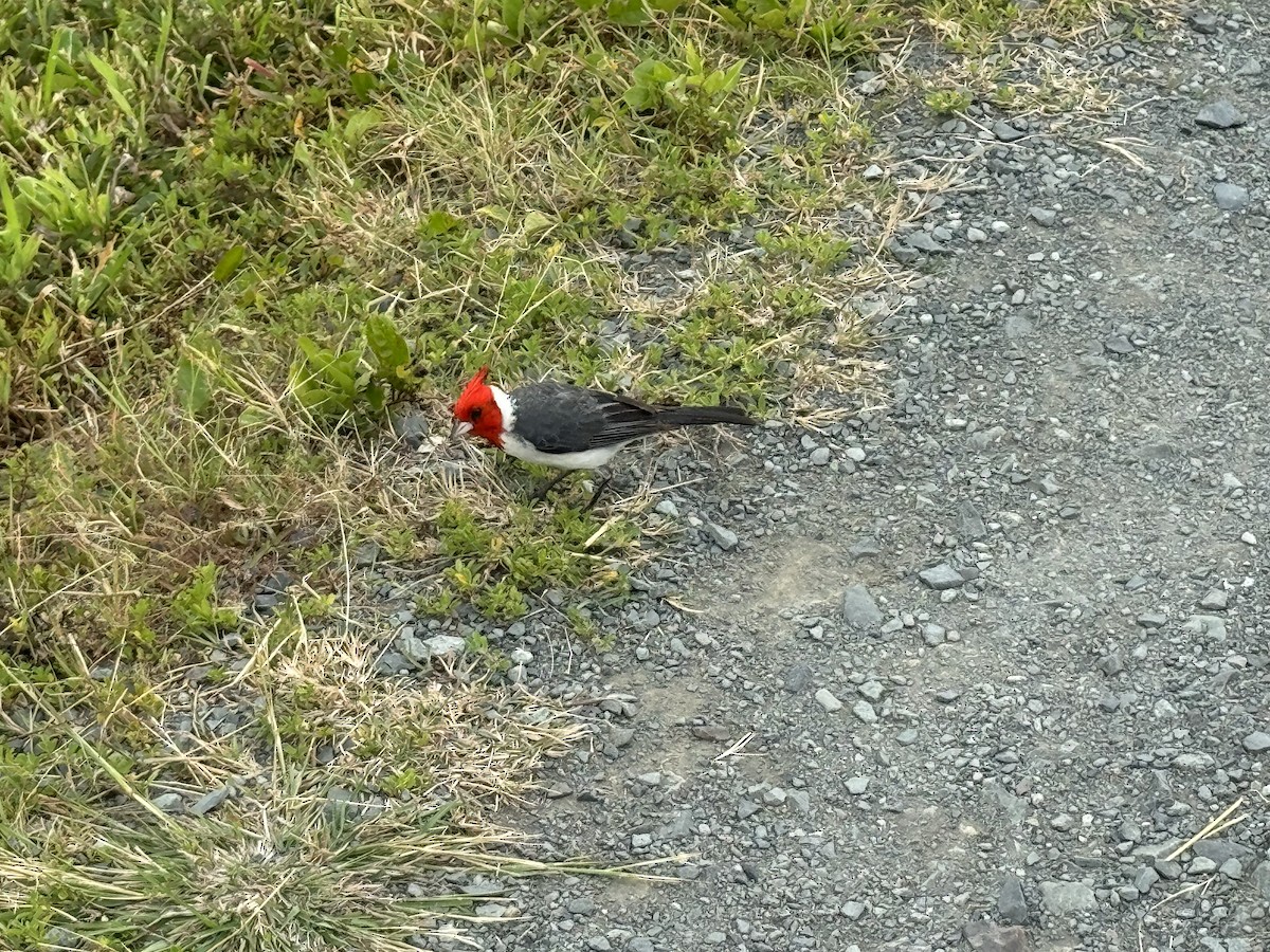 Red-crested Cardinal - Samuel Murr