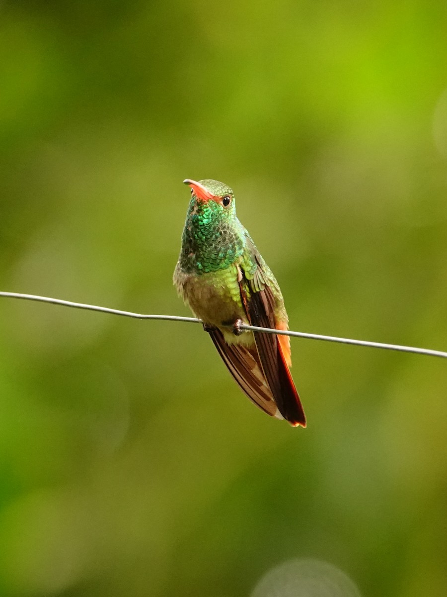 Rufous-tailed Hummingbird - Jonathan Oña