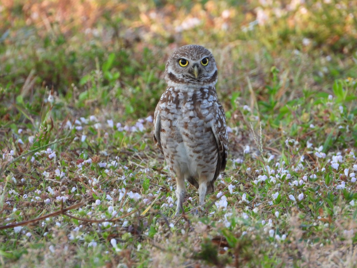 Burrowing Owl - ML618822334