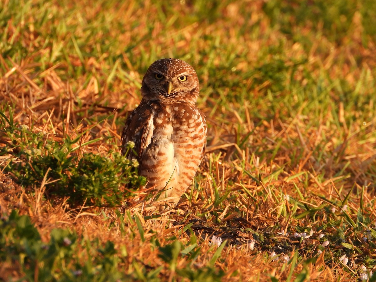 Burrowing Owl - ML618822335