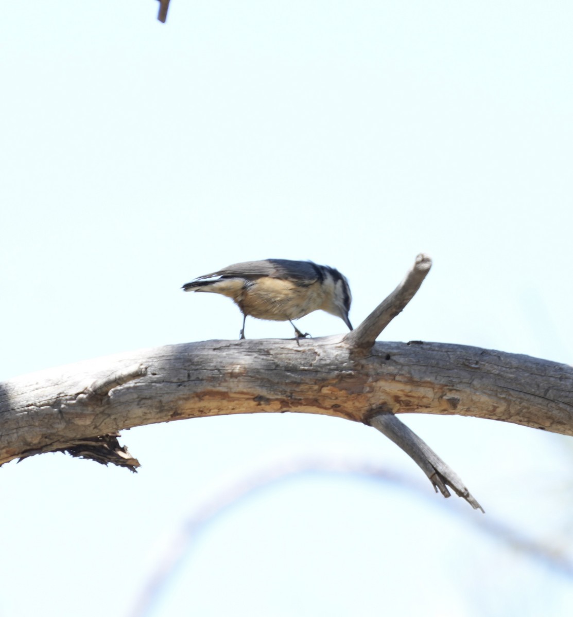 Red-breasted Nuthatch - John Rhoades